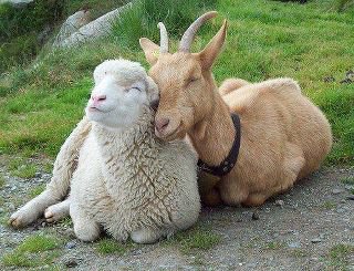 lamb2