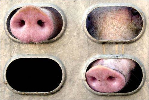pigstoslaughter