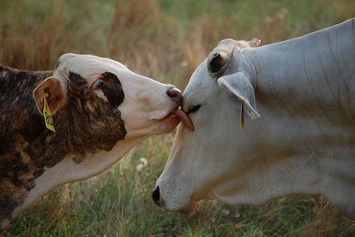twocows